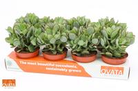 Crassula petit wave