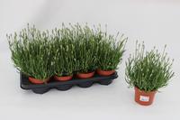 Lavandula Ang. White
