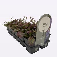 Ajuga rept. Burgundy Glow