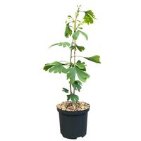 Ginkgo biloba