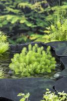 Myriophyllum crispata