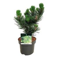 Pinus held. Satellit