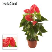Anthurium New Pink Selected