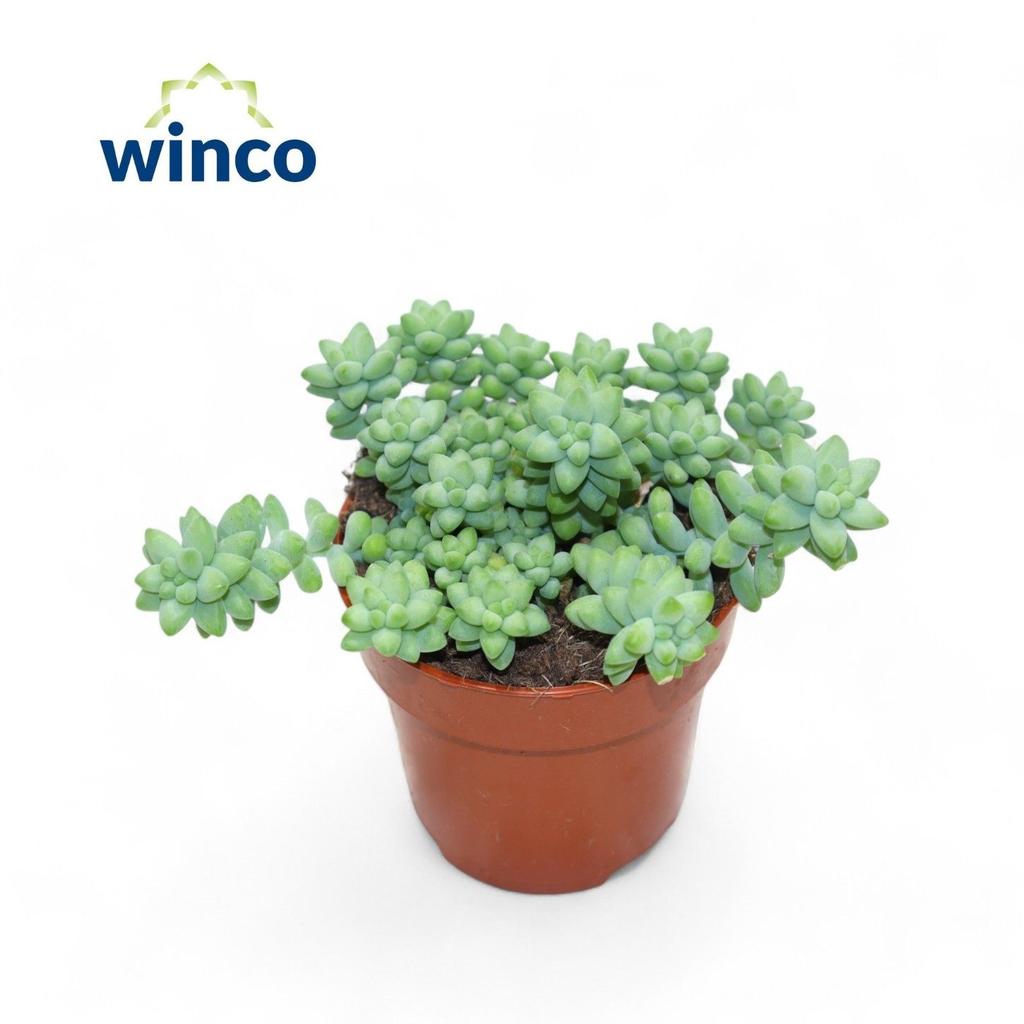 Afbeeldingen van Sedum Burrito P8.5