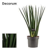 Sansevieria Cylindrica Spaghetti