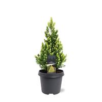 Picea glauca Rainbows End'