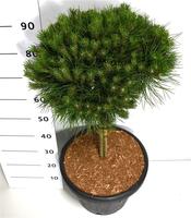 Pinus nigra Bambino