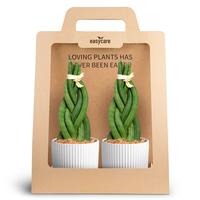 Sansevieria 2-Pack Nordic Whie, Braid
