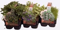 ground covers in varieties