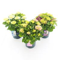 Hydrangea macrophylla/teller in varieties
