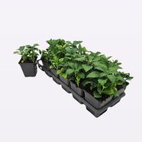 Pachysandra term. Green Carpet