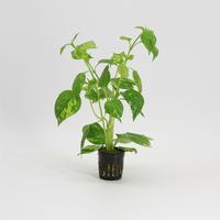 Nomaphila variegata