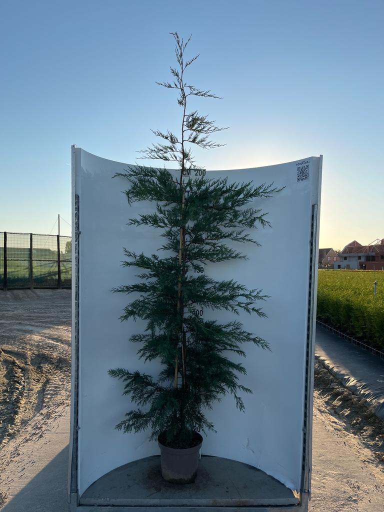 Picture of Cupressocyparis leylandii P29 (10 Ltr) 200/225