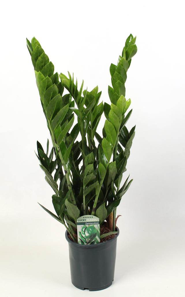 Picture of Zamioculcas Lucky Classic 7+ veren P17 60CM