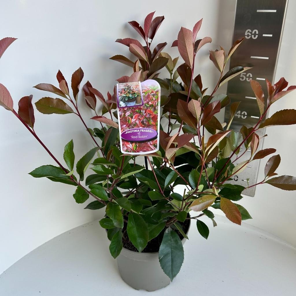 Picture of Photinia fras. Red Robin P23 (5 Ltr)
