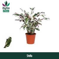 Calathea Stella Rhythm of Nature