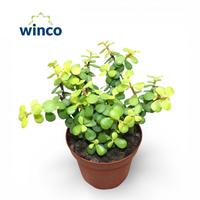 Crassula Afra Lemon