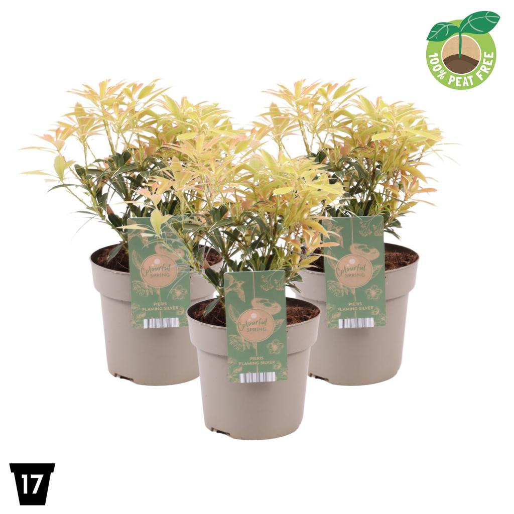 Picture of Pieris jap. Flaming Silver P17 (2 Ltr) Peat Free