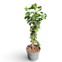 Corylus ave. Contorta