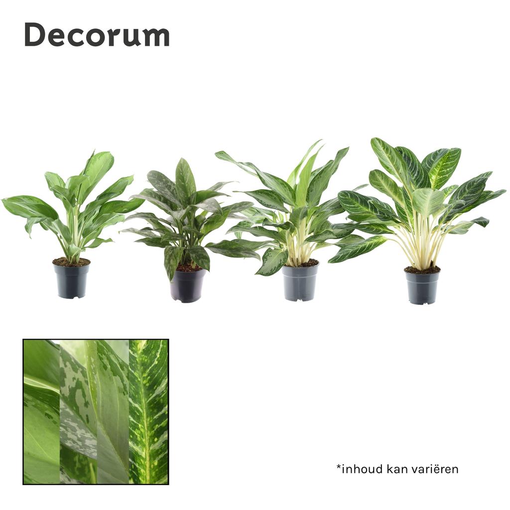 Obrázek Aglaonema in varieties (Decorum) P17 60CM