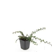 Cotoneaster proc. Queen of Carpets