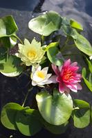 Nymphaea Tricolor Basket