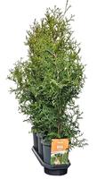 Hedgeline Thuja occidentalis