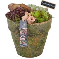 PTS7406 Arrangement Sempervivum in terracotta pot