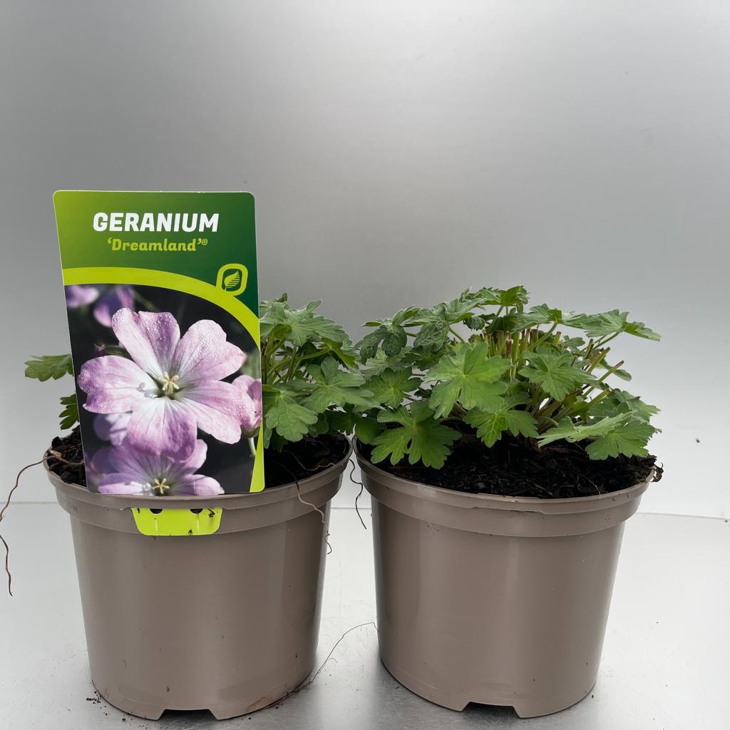 Afbeeldingen van Geranium Dreamland P17 (2 Ltr)