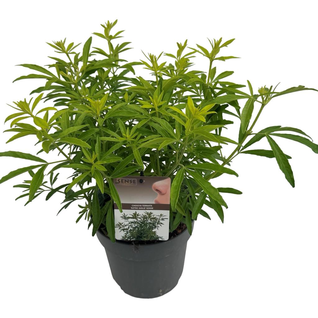 Picture of Choisya Aztec Gold P23 (5 Ltr)
