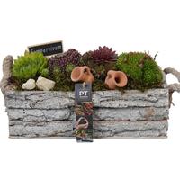 PTS7435 Arrangement Sempervivum in wooden box