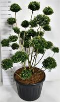 Ilex mutchagara