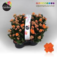 Garden Kalanchoe - Orange 4-pack 4-PACK 23cm Piece × 12 - £ 7.16 Shelf £ 6.96 Trolley
