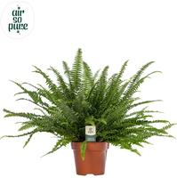 Nephrolepis Green Lady - Air So Pure (INDOOR)