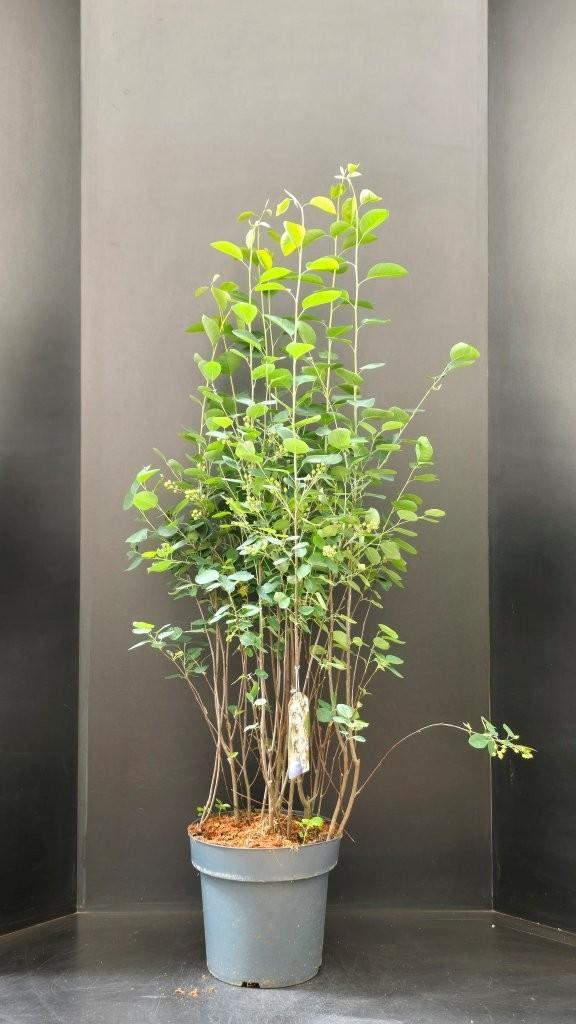 Billede af Amelanchier ovalis P32 (15 Ltr)