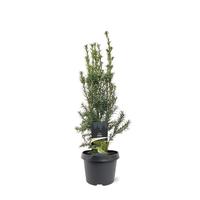 Taxus media Hicksii