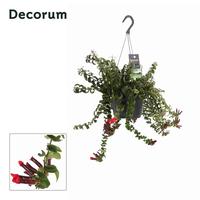 Aeschynanthus Swing