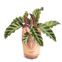 Calathea ´Gandersii'