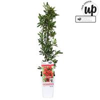 Pyracantha coc. Red Star