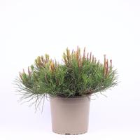 Pinus mugo Mughus