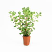 Rotala rotundifolia BUNDEL 5cm Tray 10 × 40 £ 1.55 (Tray) £ 1.52 Shelf £ 1.51 Trolley Tray £ 1.55 × 10 (0.4%)