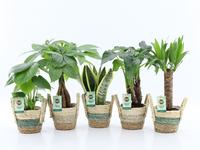 Houseplants Tropic Mix in Noah Stripe basket