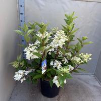 Hydrangea pan. Wim's Red