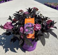Hydrangea macr. Eclipse Purple