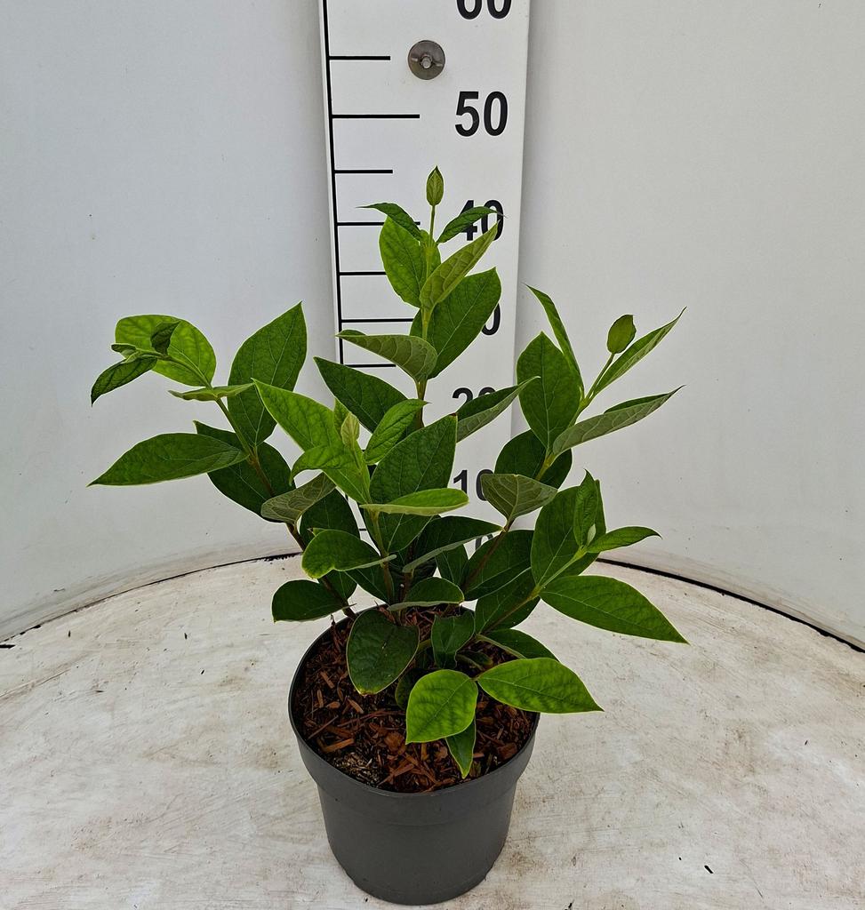 Picture of Calycanthus floridus Athens P19 35CM