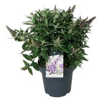 Buddleja d. B. Candy Lila Sweeth.
