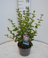 Syringa Josée