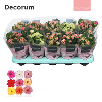 Kalanchoë TENDER - Serenity in varieties