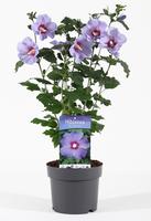 Hibiscus syr. Oiseau Bleu