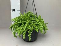 Crassula licopodioides